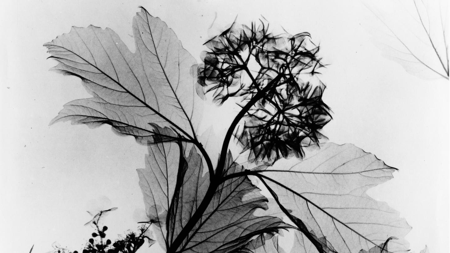 Röntgenbild Blume